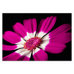 Plum Painted Canvas Wall Art